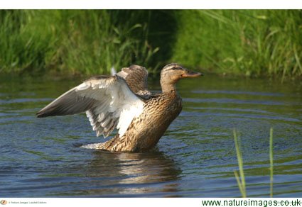 Most ponds and lakes will attract ducks - and duck feeders.