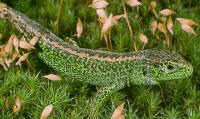 Male Sand Lizard  (c) HCT 