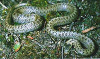 Smooth Snake  (c) HCT 